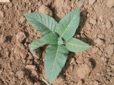 Young green seedling with six broad leaves on dry brown soil