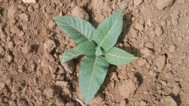Young green seedling with six broad leaves on dry brown soil