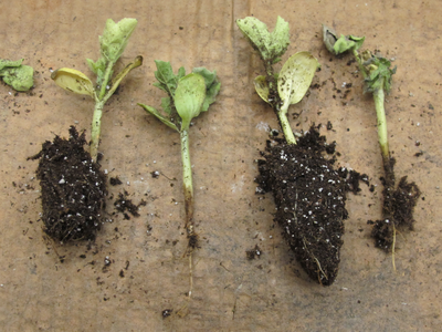 Fig. 1: water soaked lesions on crowns of watermelon seedlings infected with gummy stem blight