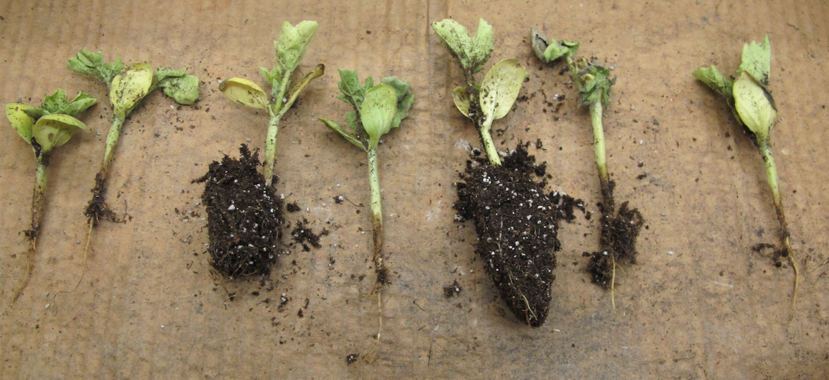 Watermelon Extension Keep Gummy Stem Blight Out of Your Watermelons - Extension Plant ...