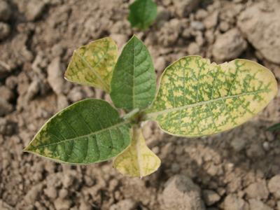 Seedling with green and yellow mosaic-pattern leaves growing in dry, cracked soil
