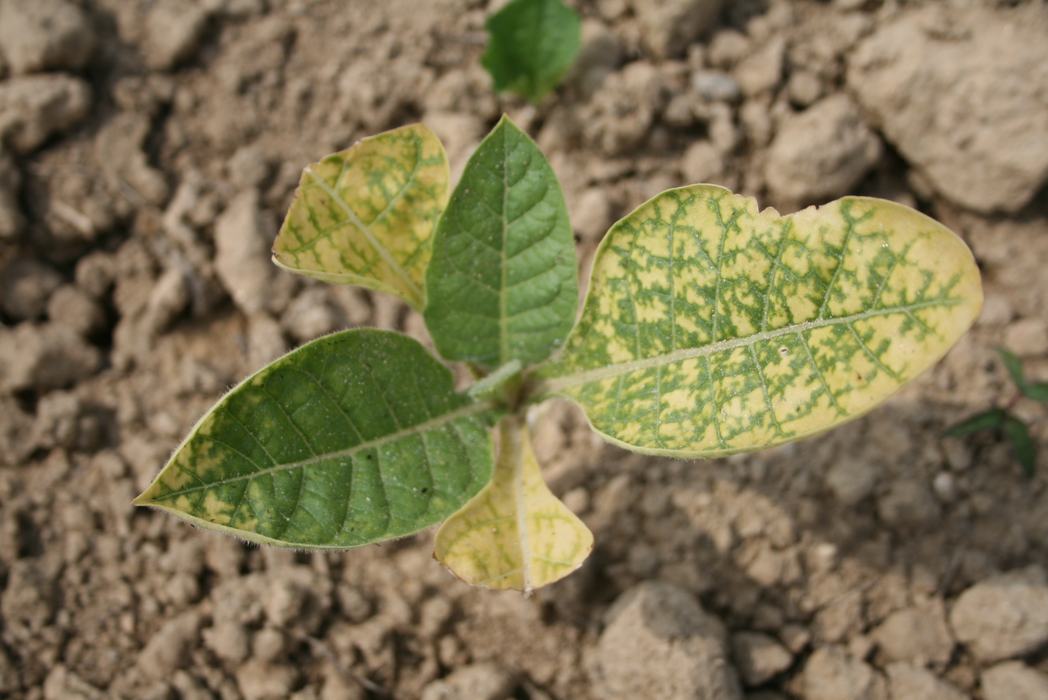 is tobacco water good for plants Tobacco Insect Control and Transplant Water Treatments - Entomology