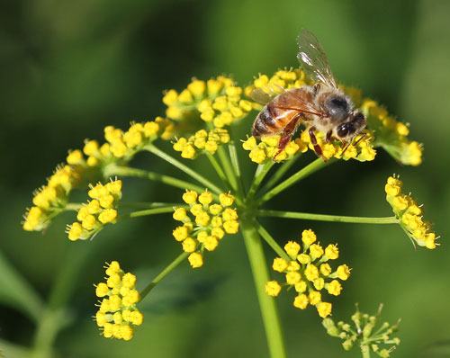 Honey bee on golden alexander