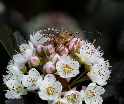 Assassin bug on eastern ninebark.