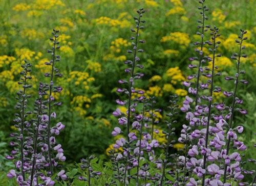 Wild indigo (foreground) with golden alexander (background)