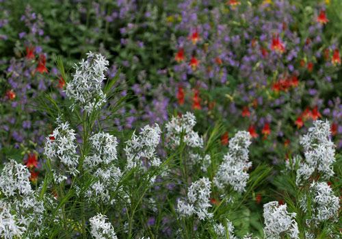 Bluestar (Amsonia hubrichtii) in front of catmint and wild columbines.