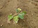 Small green seedling with sandy dust on leaves on bare soil