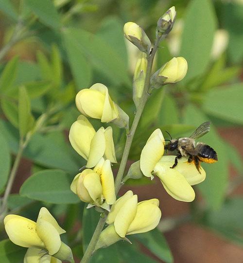 Leafcutter bee on wild indigo