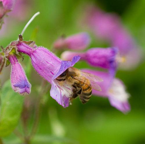 Honey bee on small's beardtongue