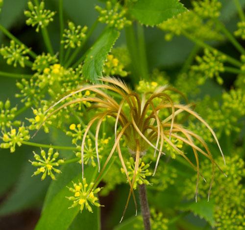 Seedhead of the native curlyheads (Clematis ochroleuca) in front of golden alexander (Zizia aurea).