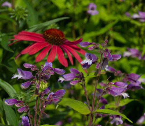 Small's beardtongue (Penstemon smallii) with purple coneflower (Echinacea purpurea).