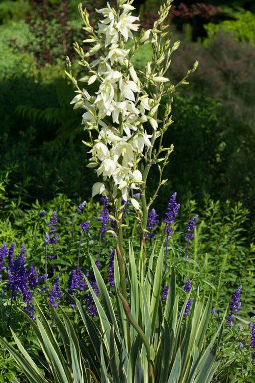 Adam's needle with mealycup sage.