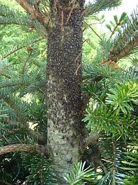 Cinara aphids on Fraser fir