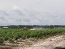 Red tractor spraying crops across a flat agricultural field