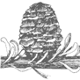 Fraser Fir cone