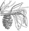 Virginia Pine cone