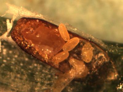 Three yellow oval eggs on a brown pod-like structure attached to a green leaf