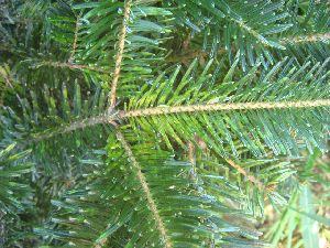 Evergreen fir branch with dense green needles and water droplets