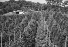 Christmas tree lot