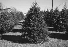 Fraser fir