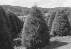 Eastern white pine