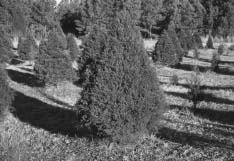 Eastern Redcedar