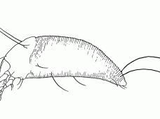 Small crustacean with long antennae, multiple legs, segmented body, and curved tail