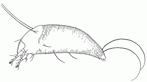 Small crustacean with long antennae, multiple legs, segmented body, and curved tail
