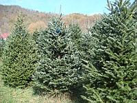 Organic Christmas trees showing twig aphid damage