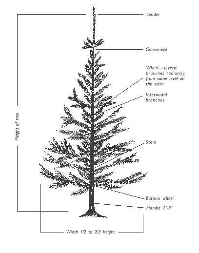 drawing of Christmas tree with identifying terminology