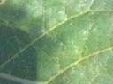 Green leaf with prominent veins and powdery white residue and small dark specks