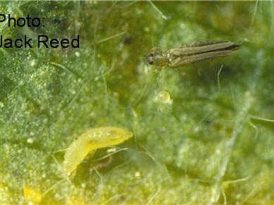 Adult and larval tobacco thrips.