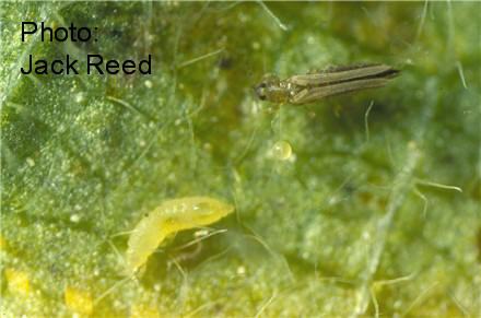 Adult and larval tobacco thrips.