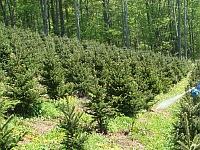 Rows of young evergreen trees planted in a grassy clearing with taller forest behind