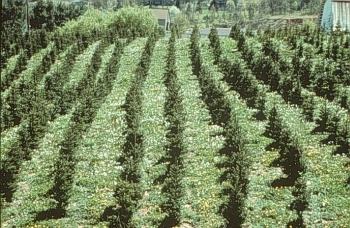 trees_weeds6