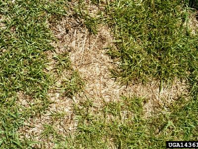 dieback in turfgrass
