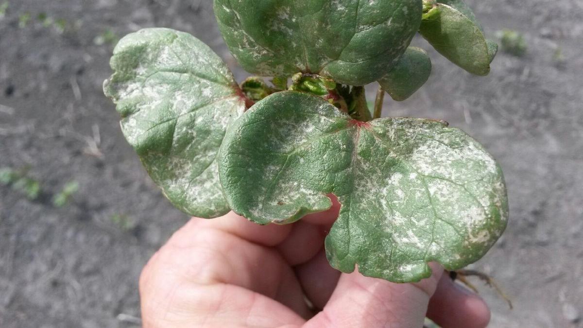 Cotton seedlings with spider mite injury.