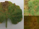 Cucumber leaf collected from Duplin County, North Carolina on June 8th, 2014, adaxial side. Note angular, chlorotic lesions. In some cases, the lesions have started to turn necrotic and merge into one large infected area. (Emma Wallace, NCSU Vegetable Pat