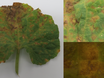 Cucumber leaf collected from Duplin County, North Carolina on June 8th, 2014, adaxial side. Note angular, chlorotic lesions. In some cases, the lesions have started to turn necrotic and merge into one large infected area. (Emma Wallace, NCSU Vegetable Pat