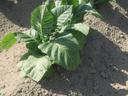 Young tobacco plant with large green leaves growing in sandy soil