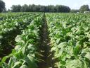 Rows of green tobacco plants in cultivated rows extending toward a tree line