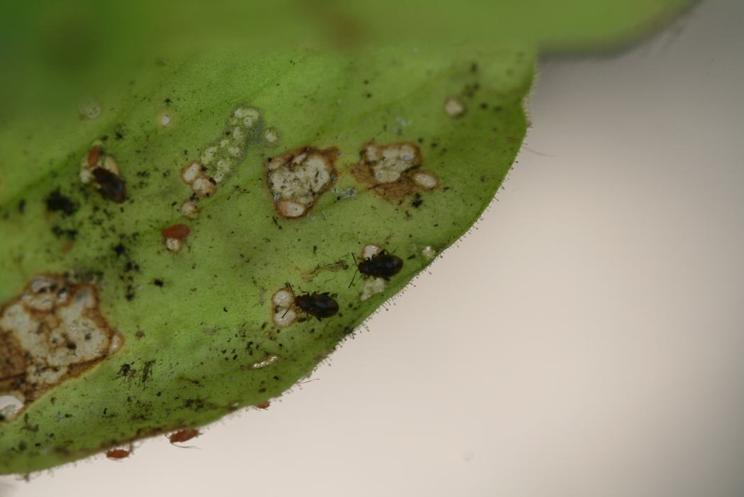 Photo: Hannah Burrack