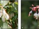 a: cluster of white bell-shaped blueberry flowers on leafy stem; b: close-up of bell-shaped blueberry flowers