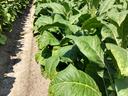 Tobacco plants in Greene County. Photo: Hannah Burrack