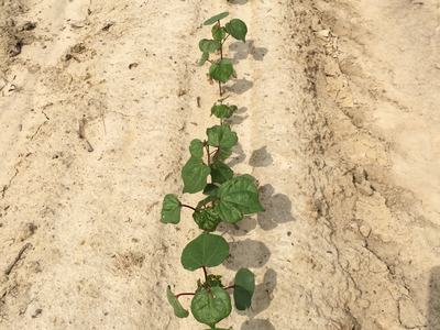 Avicta Complete + 9.2 oz Admire Pro applied in-furrow.