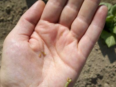 Open palm holding small green caterpillars with soil and plant leaves background