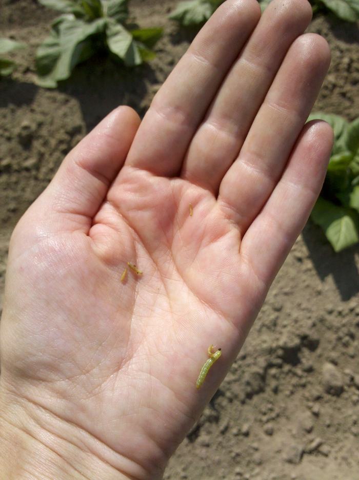 Tobacco budworm larvae