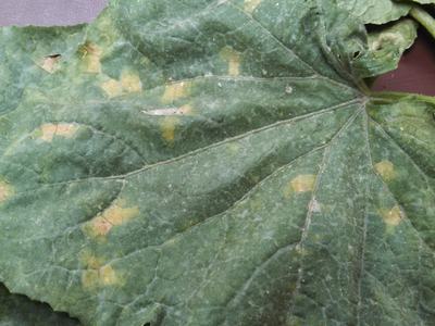 Figure 1: adaxial side of a cucumber leaf showing downy mildew symptoms (Charles Mitchell, N.C. Cooperative Extension)