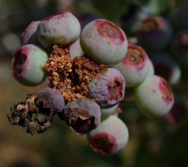 cranberry fruitworm in blueberry