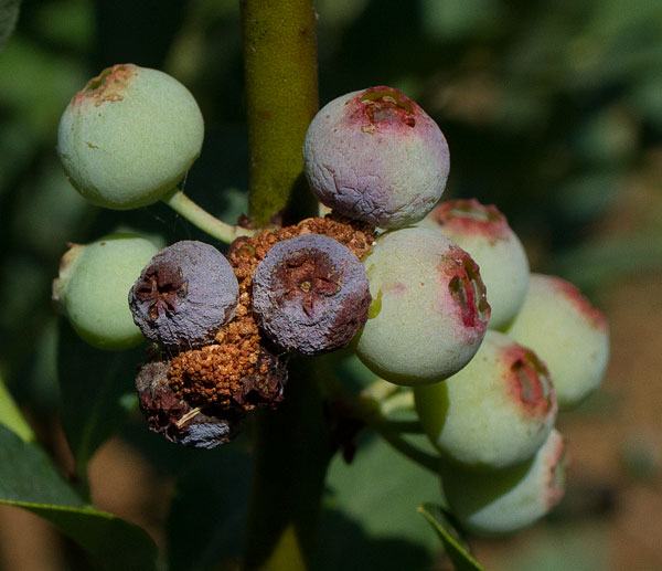cranberry fruitworm in blueberry